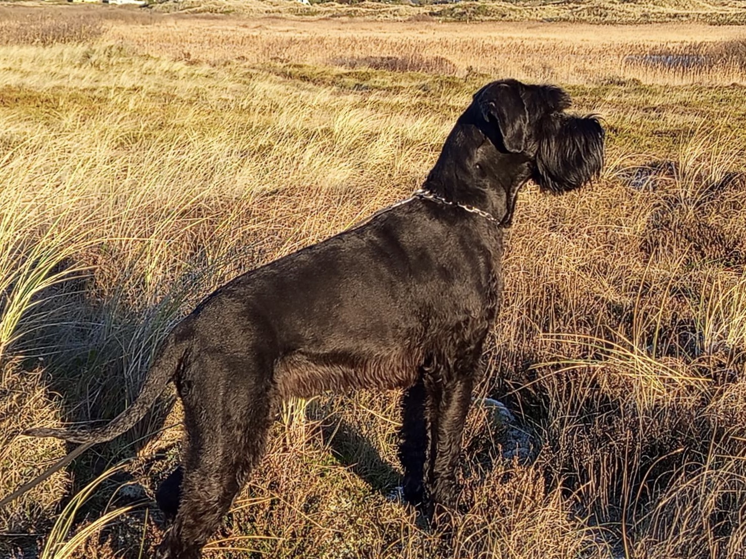 Dane