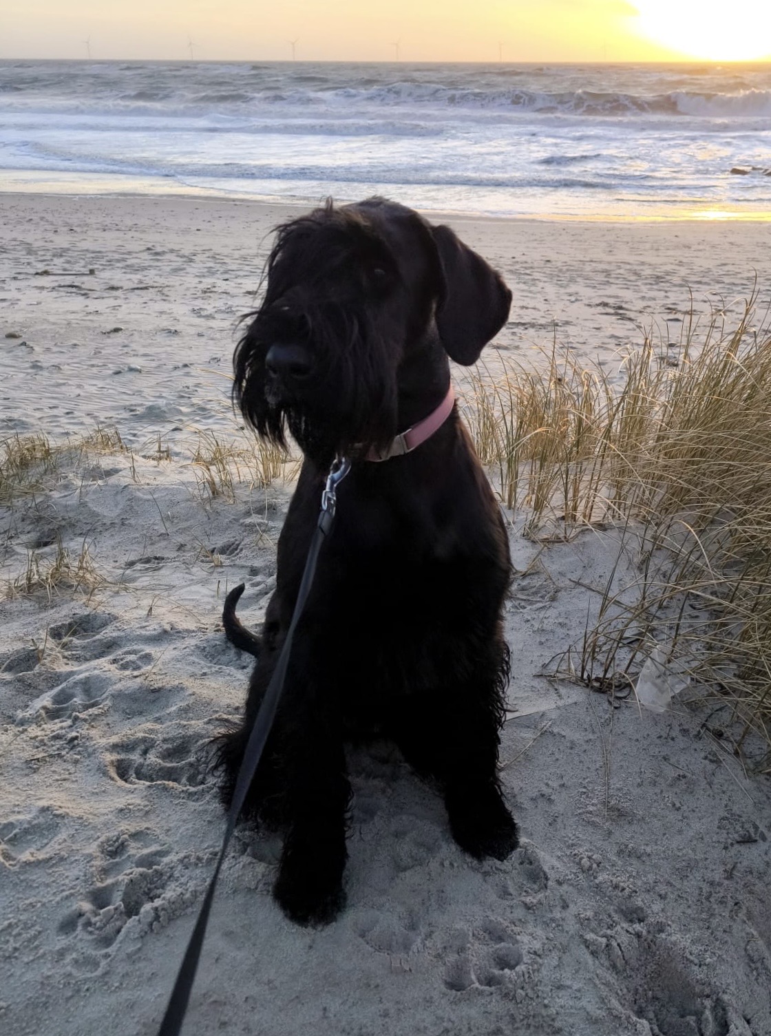 Finja