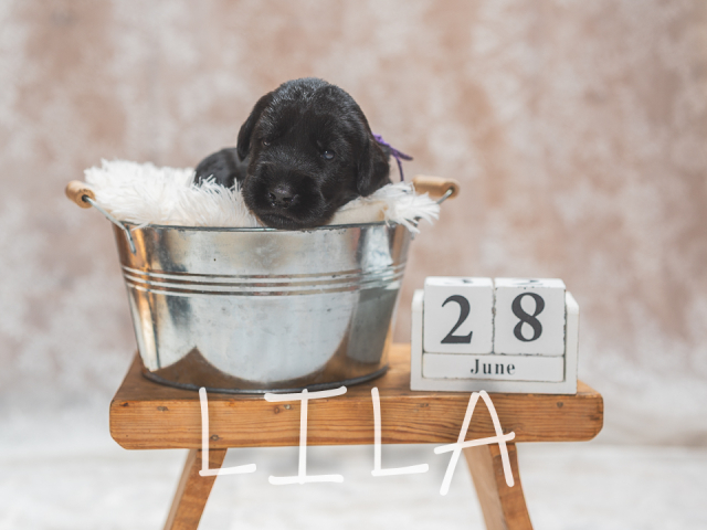 F-Wurf 19 Tage alt