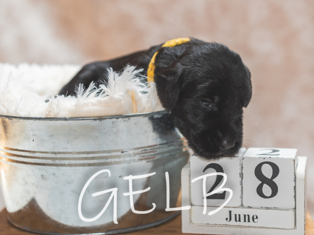F-Wurf 19 Tage alt