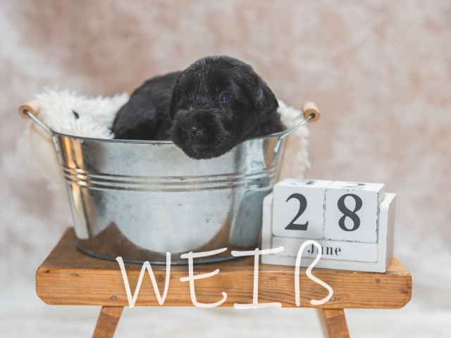 F-Wurf 19 Tage alt