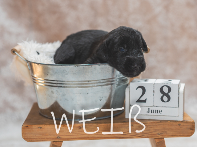 F-Wurf 19 Tage alt