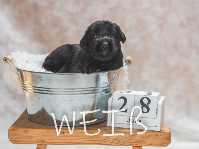 F-Wurf 19 Tage alt