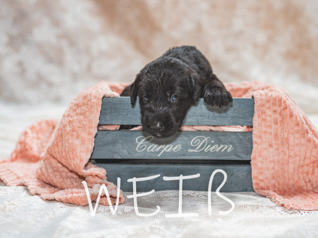 F-Wurf 19 Tage alt