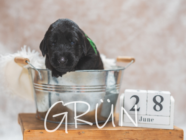 F-Wurf 19 Tage alt